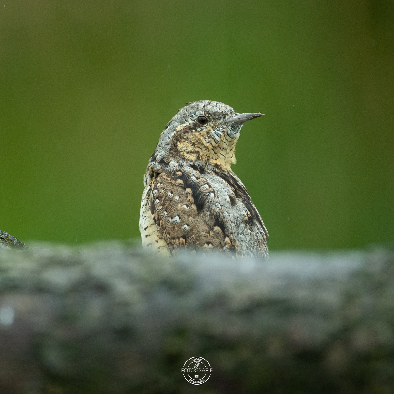 31 maart 2023 134541  R2A7081